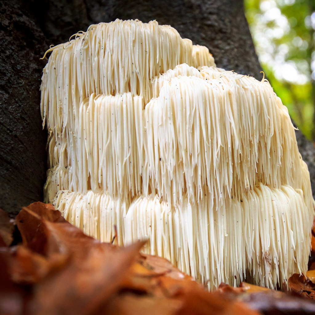 WHAT ARE THE BENEFITS OF LION'S MANE MUSHROOM FOR HEALTH?